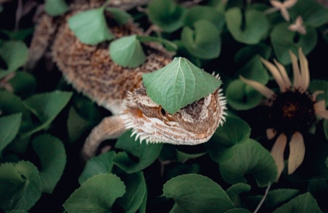 Katelyn Madrids pet bearded dragon, Toph