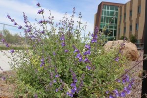 Spring is here, and so are the newly bloomed flowers. Spring Fest will take place on Friday, May 9.  
