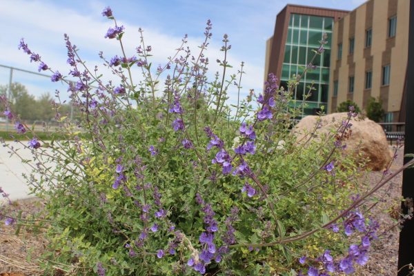 Spring is here, and so are the newly bloomed flowers. Spring Fest will take place on Friday, May 9.  